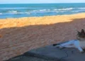 Baía Formosa, Rio Grande do Norte - O menino surfava com a tampa de isopor do pai pescador: a vila potiguar de 26 km de praia que deu ao Brasil o primeiro ouro olímpico do surfe