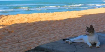 Baía Formosa, Rio Grande do Norte - O menino surfava com a tampa de isopor do pai pescador: a vila potiguar de 26 km de praia que deu ao Brasil o primeiro ouro olímpico do surfe