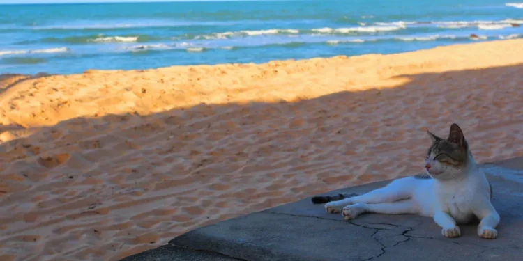 Baía Formosa, Rio Grande do Norte - O menino surfava com a tampa de isopor do pai pescador: a vila potiguar de 26 km de praia que deu ao Brasil o primeiro ouro olímpico do surfe