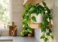 As 5 plantas que se dão bem na cozinha e deixam o ambiente mais bonito com pouco cuidado