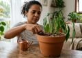 Como recuperar uma planta que está murchando antes que seja tarde