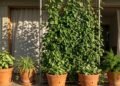Técnica barata em casa simples de bloco reduz até 10 °C sem ar-condicionado usando plantas na varanda