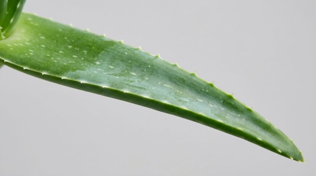 Morfologia foliar da babosa Aloe vera e o metabolismo ácido das crassuláceas