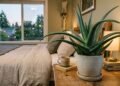 A babosa Aloe vera no quarto e o seu metabolismo fotossintético noturno