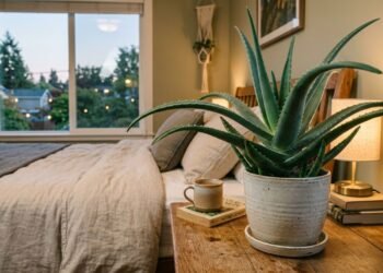 A babosa Aloe vera no quarto e o seu metabolismo fotossintético noturno