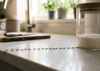Comunicação por feromônios permite que formigas criem trilhas organizadas até os alimentos