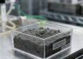 O experimento histórico que testou a sobrevivência de vegetais em material lunar