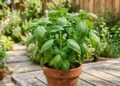 Vaso de manjericão Ocimum basilicum com ramos ramificados e poda apical adequada