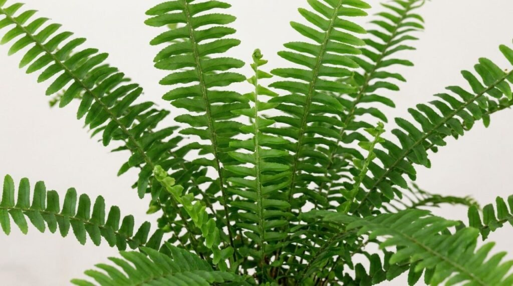 Morfologia foliar da samambaia-americana Nephrolepis exaltata e a transpiração vegetal