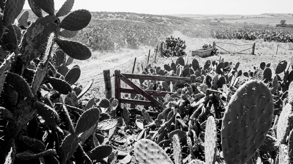 Mariposas usadas para controlar cactos na Austrália