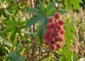 A mamoneira e seus frutos espinhosos encontrados em terrenos e quintais