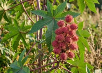 A mamoneira e seus frutos espinhosos encontrados em terrenos e quintais