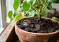 O excesso de borra de café no solo dos vasos pode prejudicar a saúde das plantas