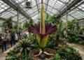 A flor-cadáver em plena floração com sua estrutura monumental de três metros