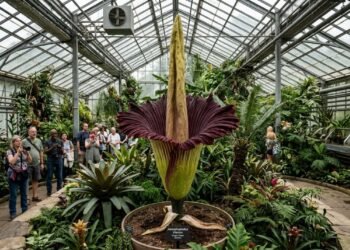 A flor-cadáver em plena floração com sua estrutura monumental de três metros