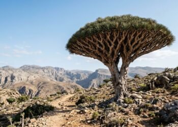 A lendária árvore dragoeiro de Socotra impressiona pelo formato único e por sua resina vermelha