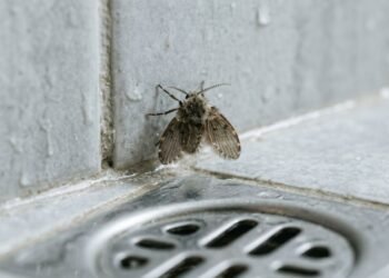 A mosca-de-ralo da família Psychodidae e o seu ciclo de vida em ambientes úmidos