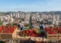 Pouso Alegre, Minas Gerais, mantém ligação forte com a produção agrícola //