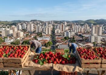 Pouso Alegre, Minas Gerais, mantém ligação forte com a produção agrícola //