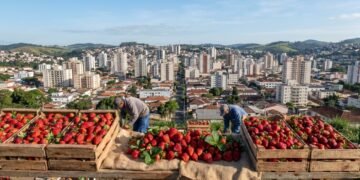 Pouso Alegre, Minas Gerais, mantém ligação forte com a produção agrícola //