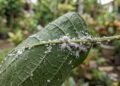 Insetos com aparência de algodão podem comprometer o desenvolvimento e a saúde das plantas