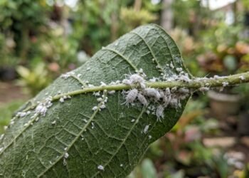 Insetos com aparência de algodão podem comprometer o desenvolvimento e a saúde das plantas