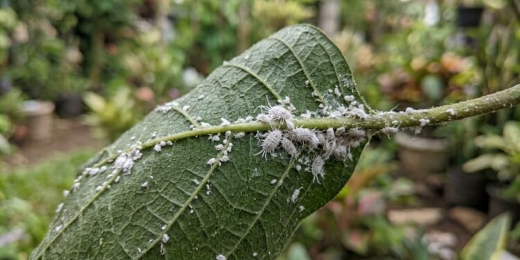 Insetos com aparência de algodão podem comprometer o desenvolvimento e a saúde das plantas