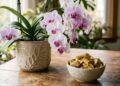 O reaproveitamento de cascas de banana no cultivo doméstico de orquídeas