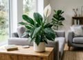 O lírio-da-paz Spathiphyllum wallisii e o estudo da NASA sobre purificação de ar