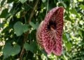Com cores e texturas exóticas a flor gigante da planta papo-de-peru atrai a atenção na natureza