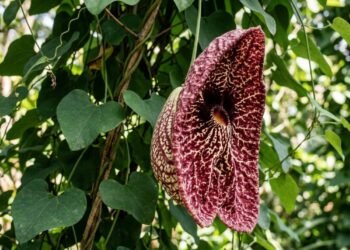 Com cores e texturas exóticas a flor gigante da planta papo-de-peru atrai a atenção na natureza