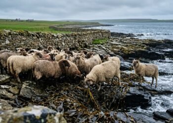 Ovelhas de North Ronaldsay vivem de algas cercadas por muro