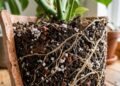 O impacto da compactação do solo na saúde das raízes em vasos