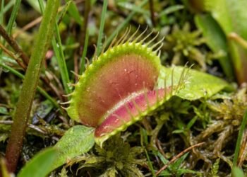 O fascinante mecanismo da planta carnívora que percebe toque e movimento