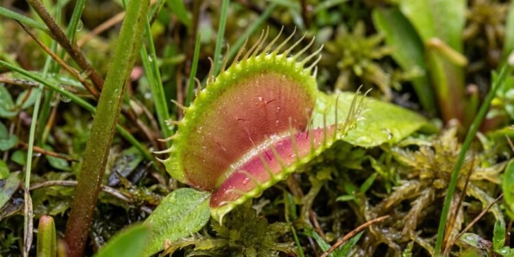 O fascinante mecanismo da planta carnívora que percebe toque e movimento