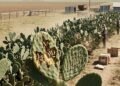 Mariposas usadas para controlar cactos na Austrália