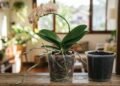 O modo como essa orquídea cresce na natureza ajuda a entender suas necessidades dentro de casa