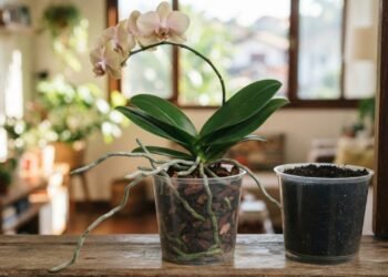 O modo como essa orquídea cresce na natureza ajuda a entender suas necessidades dentro de casa