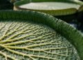 Como a Victoria boliviana foi reconhecida após 177 anos