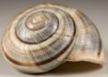 Concha de caracol registra 4,5 anos de chuva e ciclones