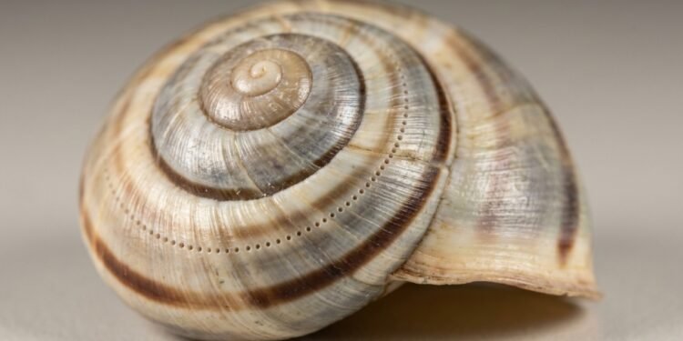 Concha de caracol registra 4,5 anos de chuva e ciclones