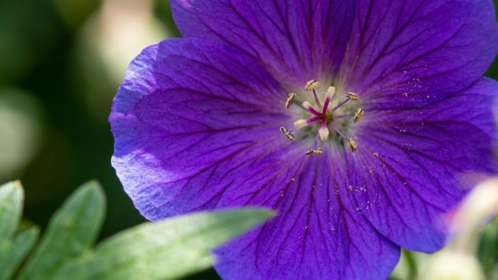 Origem e significado do nome feminino Violeta
