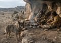 O material genético ajuda a investigar um período muito antigo da relação entre cães e seres humanos