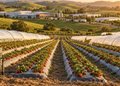 A força da produção agrícola agora divide espaço com uma nova fase de investimentos no município - Imagem ilustrativa