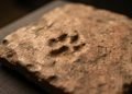 O animal provavelmente atravessou a peça durante uma etapa simples da fabricação