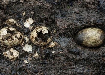 A casca intacta preservou algo muito mais frágil do que os objetos normalmente encontrados em escavações