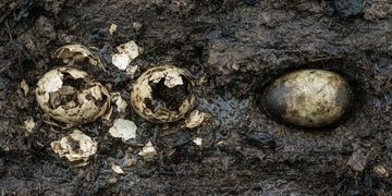 A casca intacta preservou algo muito mais frágil do que os objetos normalmente encontrados em escavações