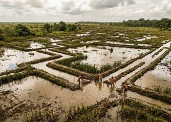 A estrutura mostra como comunidades antigas podem ter transformado áreas alagadas em fontes de alimento
