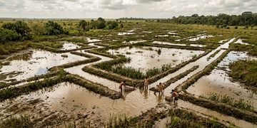 A estrutura mostra como comunidades antigas podem ter transformado áreas alagadas em fontes de alimento