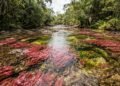 A planta que colore o rio Caño Cristales na Colômbia
